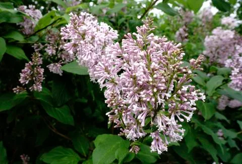 Lilac blossoms Stock Photos