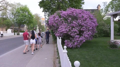 LILAC blossoms on small town main street in the spring season Video stock 154445585