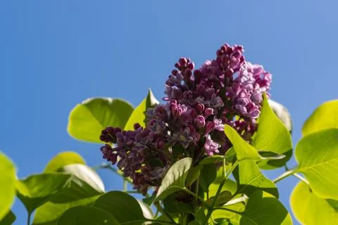 Lilac On Blue Stock Photos