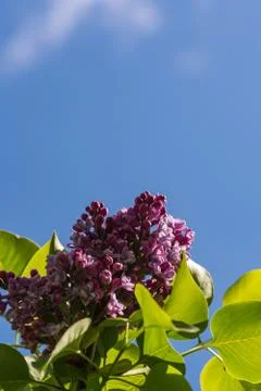 Lilac On Blue Stock Photos