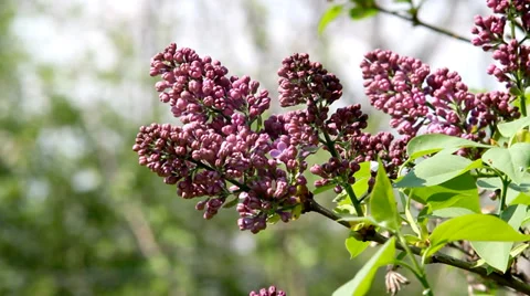 Lilac. Blurry green background. Stock Footage 35992296