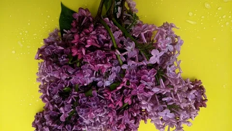 Lilac bouquet. Stock Footage 241444575