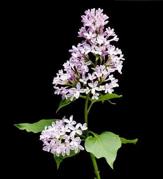 Lilac branch bloom Stock Photos