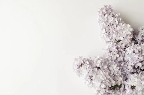 Lilac branch close-up on a light background Stock Photos
