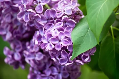 Lilac branch close Stock Photos