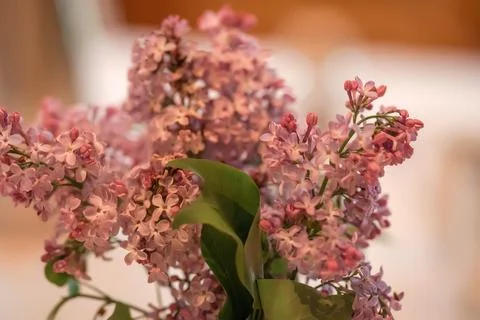 Lilac branch close-up, selective focus, wedding decor. Stock Photos