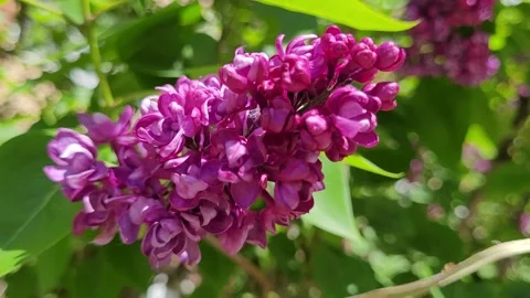 Lilac branch close-up in spring Stock-Footage 275653864