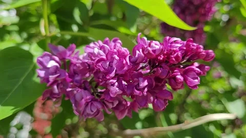 Lilac branch close-up in spring Stock Footage 275653865