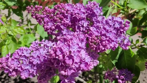 Lilac branch close-up in spring Stock Footage 275653866