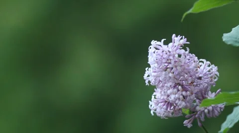 Lilac branch Video stock 51324800