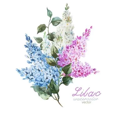 Lilac branch Stock Illustration