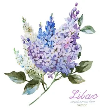 Lilac branch Stock Illustration