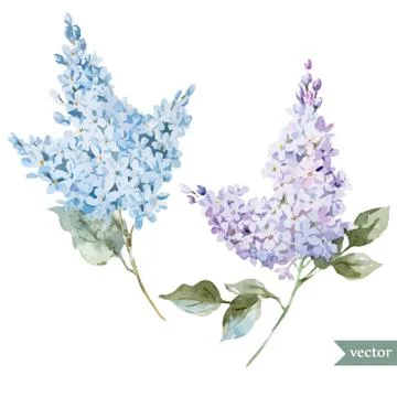 Lilac branch Stock Illustration
