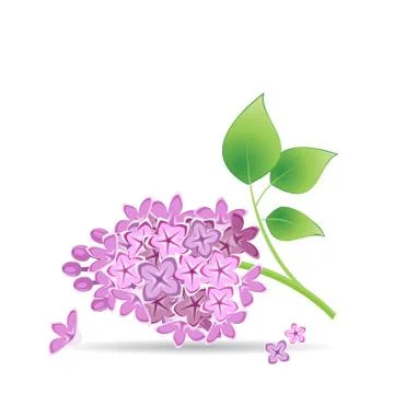 Lilac branch Stock Illustration