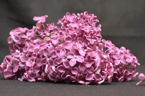 Lilac branch Stock-Fotos