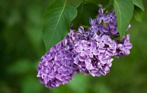 Lilac branch Stock Photos