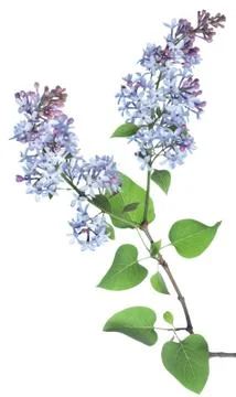 Lilac branch Stock Photos