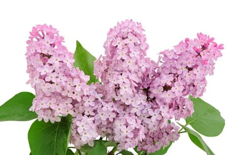 Lilac branch Stock Photos