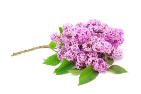 Lilac branch Foto stock