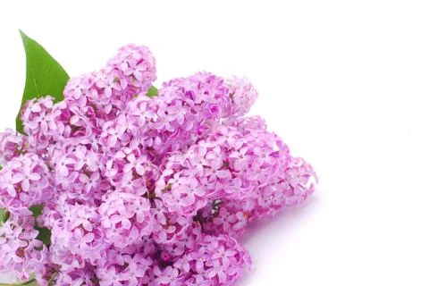 Lilac branch Stock Photos