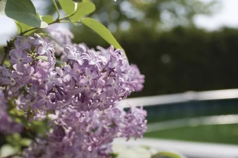 Lilac branch Stock Photos