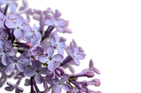 Lilac branch Stock Photos