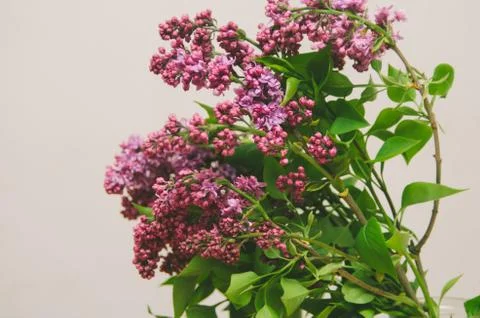 Lilac Branch Stock Photos