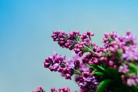 Lilac Branch Stock Photos