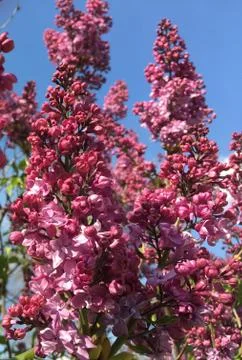 Lilac branch Stock Photos