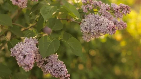 Lilac branch swaying in the wind Stock Footage 75279323