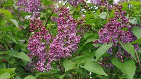 A lilac branch sways in the wind Video stock 154380121