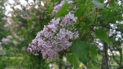 A lilac branch sways in the wind Stock Footage 154380196