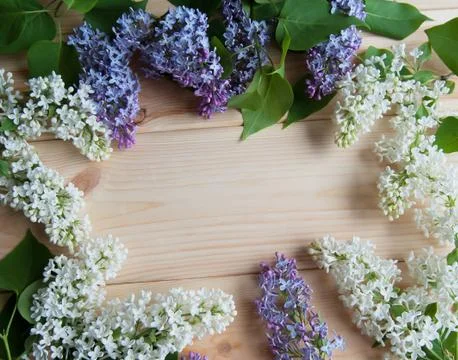 Lilac branch on the table Stock Photos