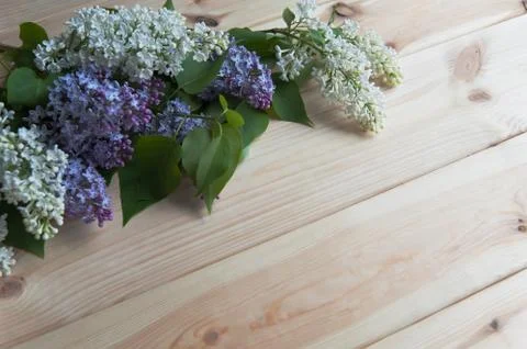 Lilac branch on the table Stock Photos