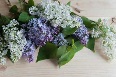 Lilac branch on the table Stock Photos