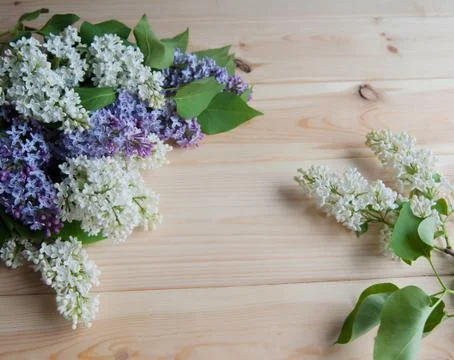 Lilac branch on the table Stock Photos