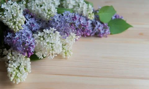 Lilac branch on the table Stock Photos