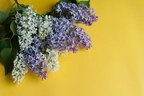 Lilac branch on the table Stock Photos
