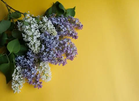 Lilac branch on the table Stock Photos