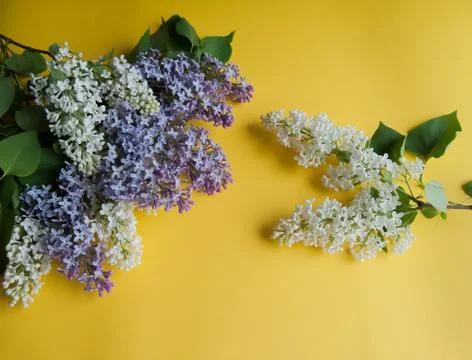 Lilac branch on the table Stock Photos