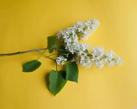 Lilac branch on the table Stock Photos