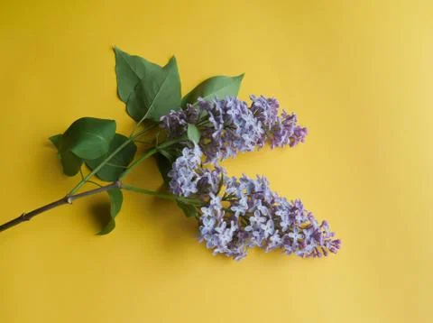 Lilac branch on the table Stock Photos