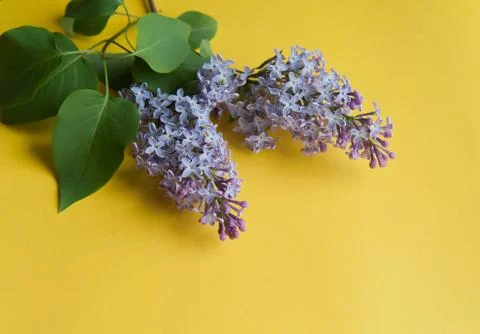 Lilac branch on the table Stock Photos