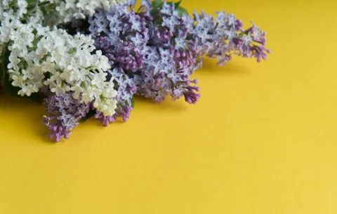 Lilac branch on the table Stock Photos