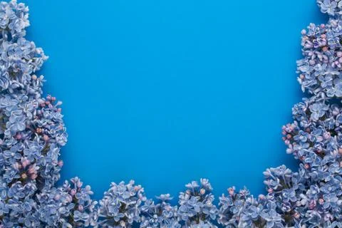 Lilac branches on the blue background Stock Photos