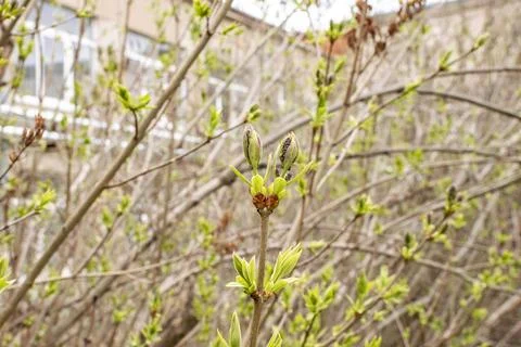 Lilac branches in early spring Stock Photos
