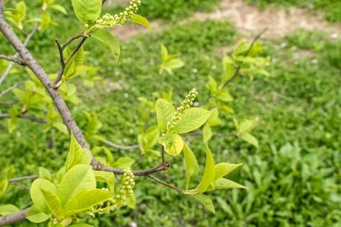 Lilac branches in early spring Stock Photos