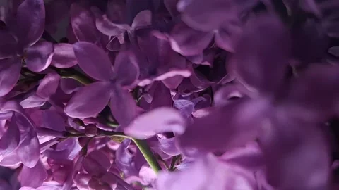 Lilac branches Stock-Footage 342662659