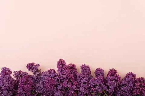 Lilac branches on a pink background. Spring background. Mockup. Lilac flowers.  Stock Photos