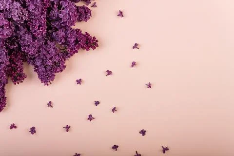 Lilac branches on a pink background. Spring background. Mockup. Lilac flowers.  Stock Photos